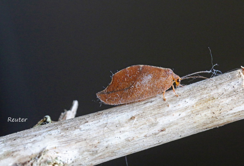 Totes Blatt (Drepanepteryx phalaenoides)